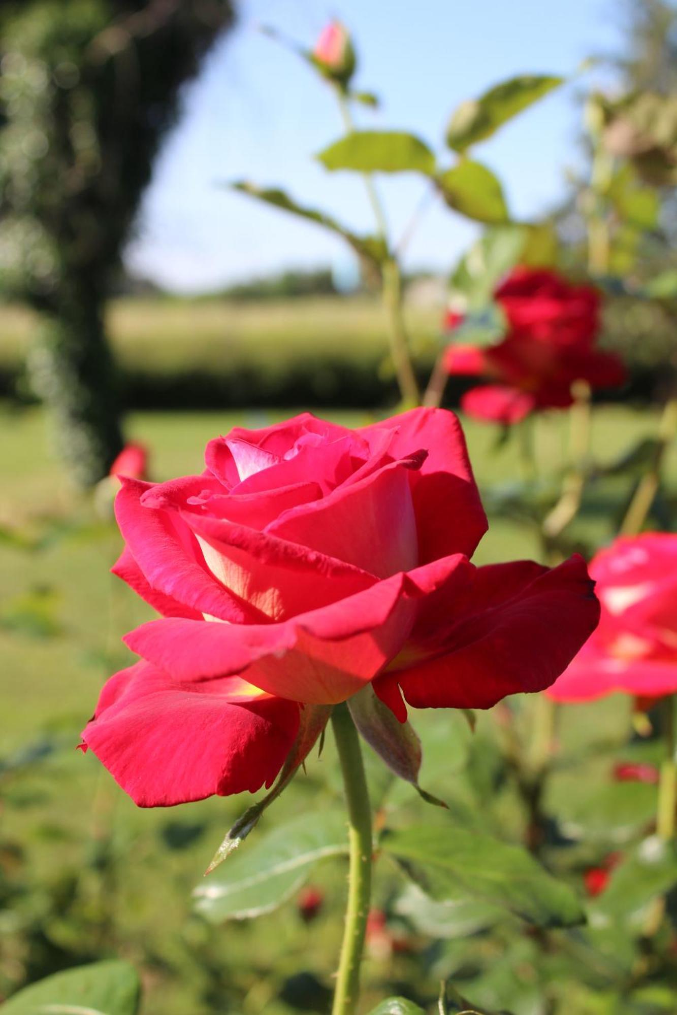 Bed and Breakfast Arts & Passion Mirambeau  Esterno foto